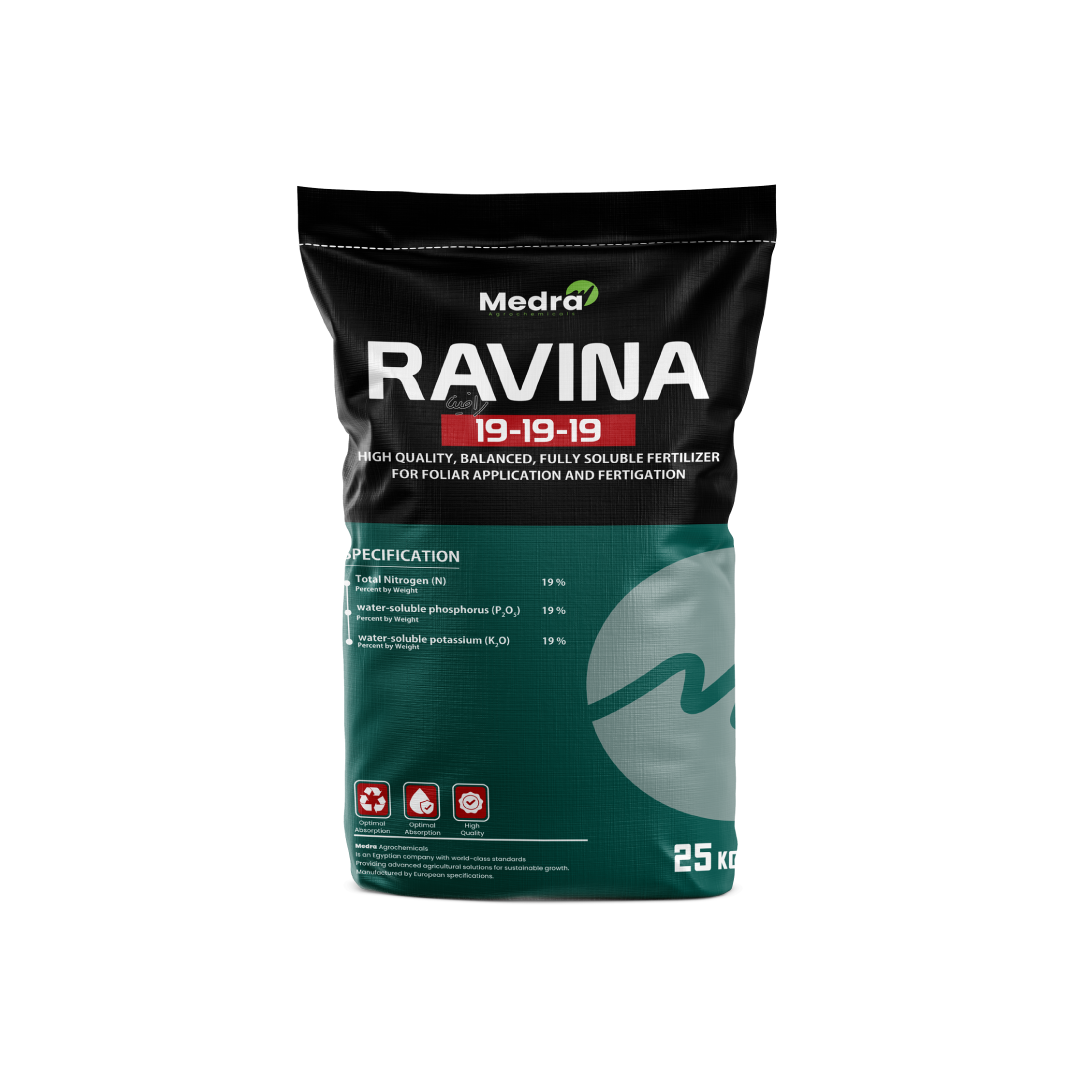 رافينا 19 19 19  ®